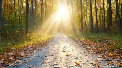 Obraz premium Golden autumn leaves gently fall to the ground in a warm, glowing light during a soft rainfall. A peaceful autumn scene filled with warm tones.