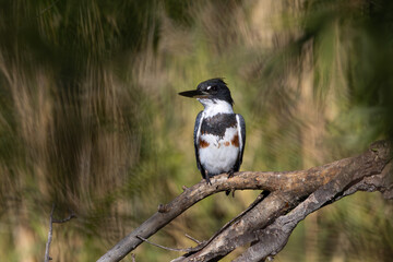 Belted Kingfisher perched on a branch