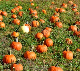 Pumpkins can be used for decorations or used in food and are popular around Fall and Halloween. 