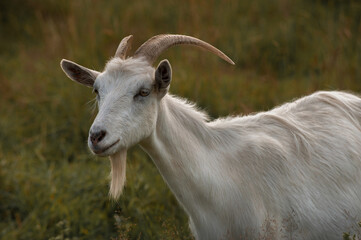 A white horned goat head on blurry natural grass background