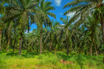 Palm trees path way on sunny day.