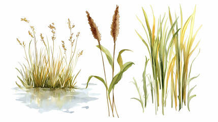 Sedge reeds swamp plant set, watercolor set. Wetlands. Illustration