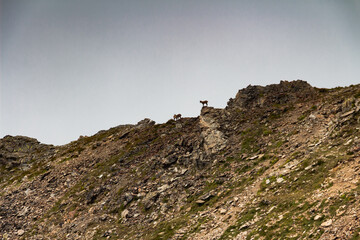 Panorama of alps. Extreme sports in mountains. High resolution photo. Ski, parasailing, climbing, alpinism.