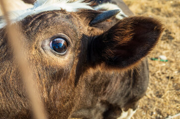 A cow with brown and white fur has its eyes open