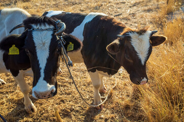 Two cows standing in a field with one of them having a yellow tag on its ear