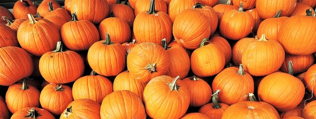 Pumpkins can be used for decorations or used in food and are popular around Fall and Halloween. 
