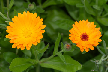 Common marigold (calendula officinalis) flowers in bloom