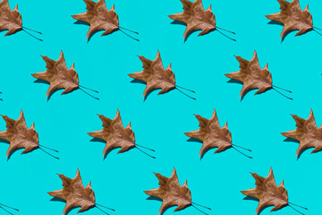 Autumn wallpaper, a pattern of dry leaves on a bright blue background.