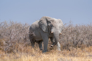 A single African Elephant (Loxodonta africana) walking through the undergrowth of the Namibian Savanna