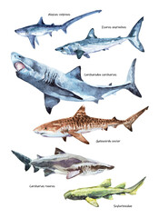 A set of shark images. Each shark is signed with its own name. Watercolor drawings for use in print, books, children's literature.	
