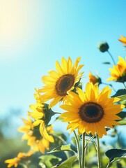 Fototapeta premium Bright sunflowers thrive under warm sunlight, creating a joyful atmosphere with a stunning blue sky as the backdrop. Generative AI