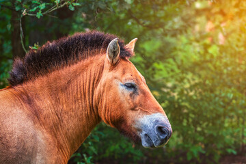 kopf von einem pferd mit schöner mähne bei strahlendem sonnenschein in der natur © thebigticket20