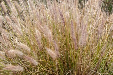 Fototapeta premium Crimson fountaingrass, Cenchrus setaceus