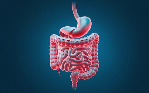 3D illustration of the human digestive system, showing the stomach, small intestine, and large intestine.