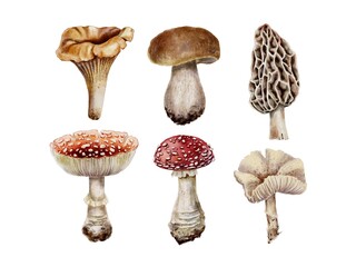 Poricini, chanterelle edible mushrooms and poisonous fly agaric and lepiota set on white. Fall watercolor illustration for Thanksgiving, Harvest Festival, Halloween party decoration, menu, restaurant. © Mea_ta 