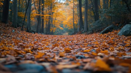 Forest trail covered with autumn leaves, vibrant colors, natural setting, sharp focus, bright lighting
