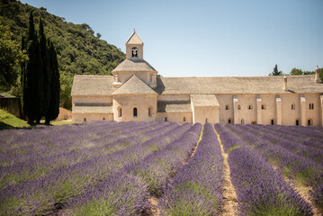 Low angle view of the Abbaye Notre-Dame de Senanque and a lavender field partially obstructed by a stone wall on the foreground under a blue sky in a sunny summerday near the village of Gordes, France