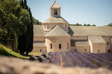 View of the Abbaye Notre-Dame de Senanque and its lavender field  with trees on the sides under a blue sky in a sunny summer day near the village of Gordes in the département of the Vaucluse, France
