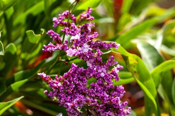 Flower of Limonium dendroides