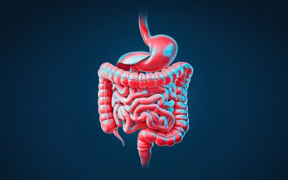 3D illustration of human digestive system with stomach, small intestine, and large intestine.