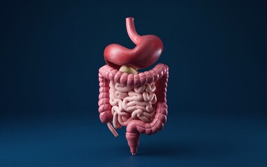 3D illustration of the human digestive system, including the stomach, intestines, and pancreas.