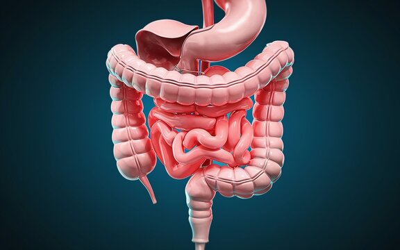 3D rendering of the human digestive system, including the stomach, small intestine, large intestine, and colon.