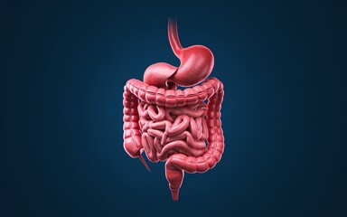 3D illustration of the human digestive system, including the stomach, small intestine, and large intestine.