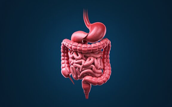 3D illustration of the human digestive system, including the stomach, small intestine, and large intestine.