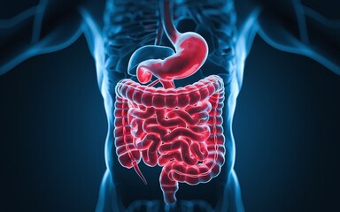 3D illustration of the human digestive system, showing the stomach, intestines, and colon.
