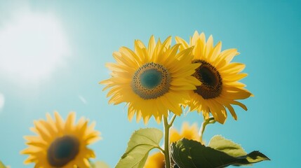 Bright sunflowers stand tall in the sunlight, enjoying a beautiful summer day with a clear blue sky above. Generative AI