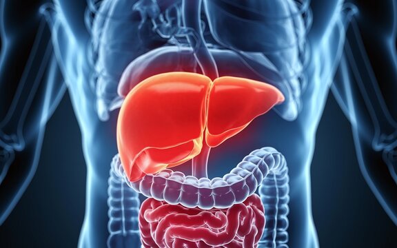 3D medical illustration of the human liver, highlighting its location within the body.