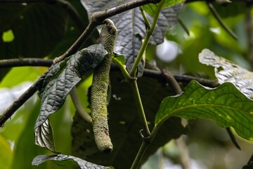 Fruits of the pepper plant Piper prismaticum