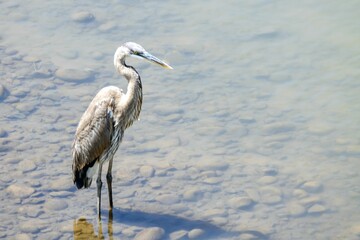 Great blue heron, Ardea herodias, in a shallow river