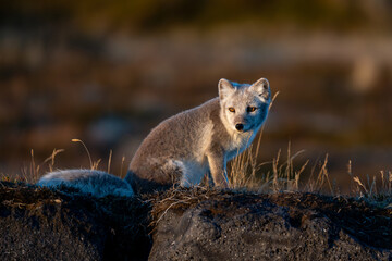Arctic fox (Vulpes lagopus) in Iceland, Snaefellsnes Peninsula