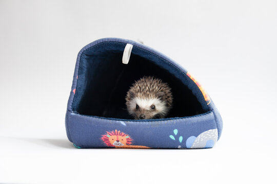 Erizo despertando en su casita