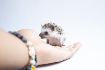 Erizo curioso caminando en mano