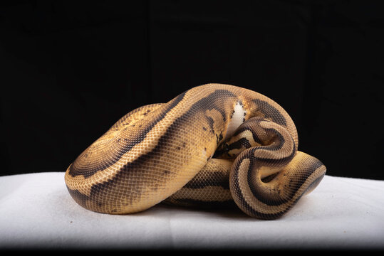 Ball Python for Sale 