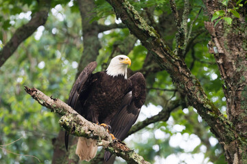 american bald eagle on branch