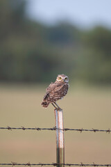 Burrowing Owl on a Metal Fence Post