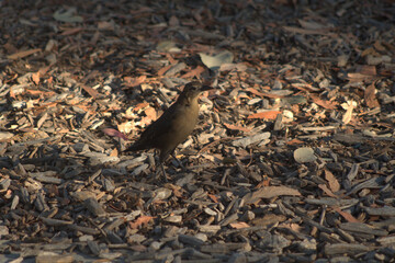 sparrow on the ground