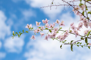 Fototapeta premium bougainvillia