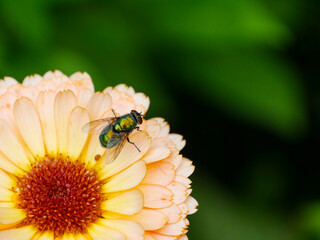 Floral nature background. Summer season. close-up.
