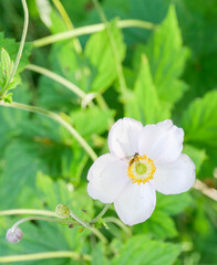 Fototapeta premium Beautiful Anemone flowers in the garden. Close-up of pink flowers in the garden. Pollination. Garden inspiration. Perennial.