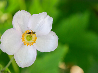 Beautiful Anemone flowers in the garden. Close-up of pink flowers in the garden. Pollination. Garden inspiration. Perennial.