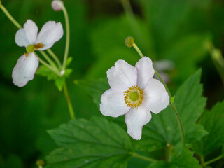 Beautiful Anemone flowers in the garden. Close-up of pink flowers in the garden. Pollination. Garden inspiration. Perennial.
