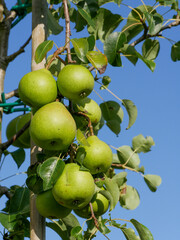 Beautiful juicy pears haning on the tree, blue sky in the background. 