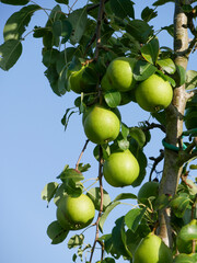 Clara Fries pears hanging on the tree, ready to harvest. Agricultural pear tree orchard.