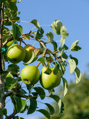Clara Fries pears haning on the tree, blue sky in the background.