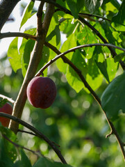 Plum on the tree