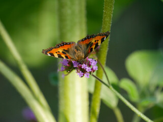 Obraz premium Aglais urticae, Small Tortoiseshell butterfly sitting on a purple Verbena flower in the garden. Beautiful summer background. Close-up of a beautiful butterfly.